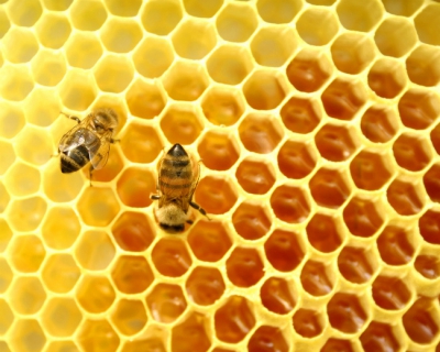 Хроническая болезнь пчеловодов. Как ее лечить?
