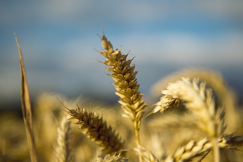 Цены на пшеницу активно снижаются