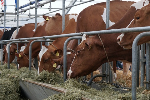 За 10 месяцев производство сельхозпродукции упало почти на 3%