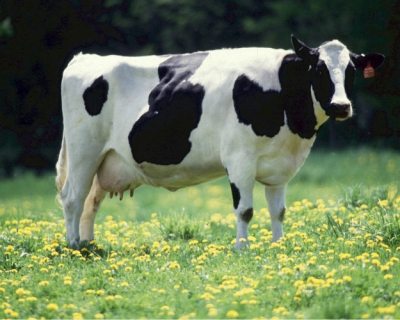 Удой коров летом