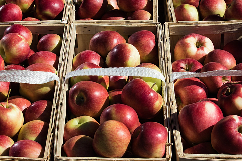 Минсельхоз допустил увеличение импорта яблок из-за заморозков