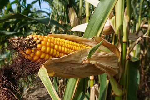 В России обострилась проблема фальсификации семян кукурузы