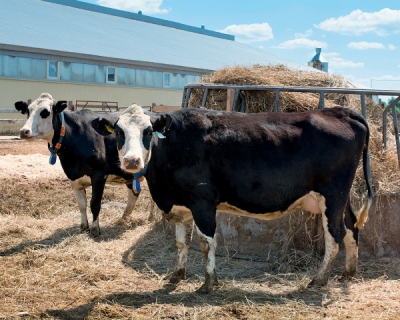 Цена семени быков молочного направления