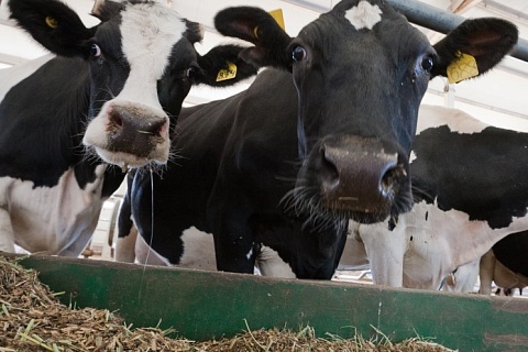 «АП им. Калинина» планирует завершить строительство молочной фермы в Башкирии раньше срока