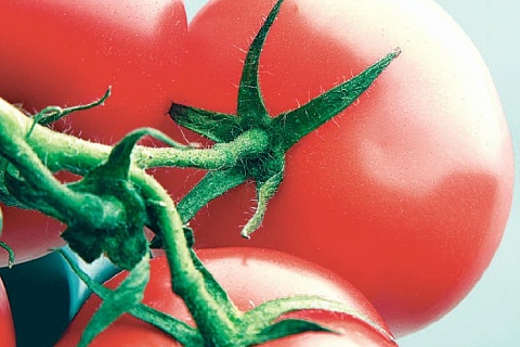 Пан-геном томатов вернёт им вкус