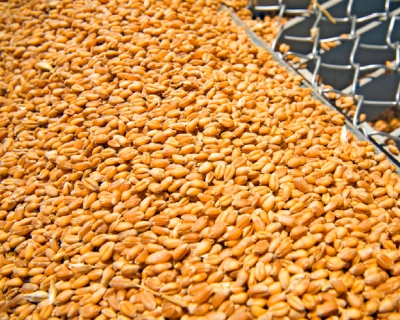 «Саратовские биотехнологии» начали строительство завода по глубокой переработке пшеницы