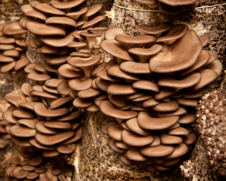 Фото Вешенки грибы, более 89 качественных бесплатных стоковых фото