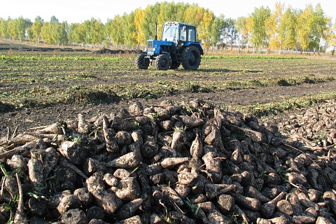 Производство сахара в этом сезоне может составить не менее 6,1 млн тонн