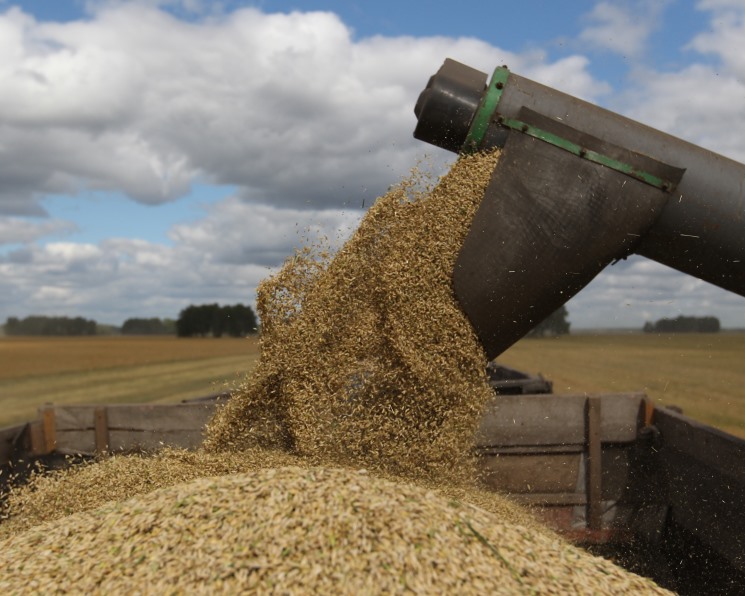 «СовЭкон» повысил прогноз урожая зерна