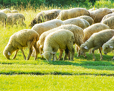 Как построить сарай для овец своими руками – разводим животных