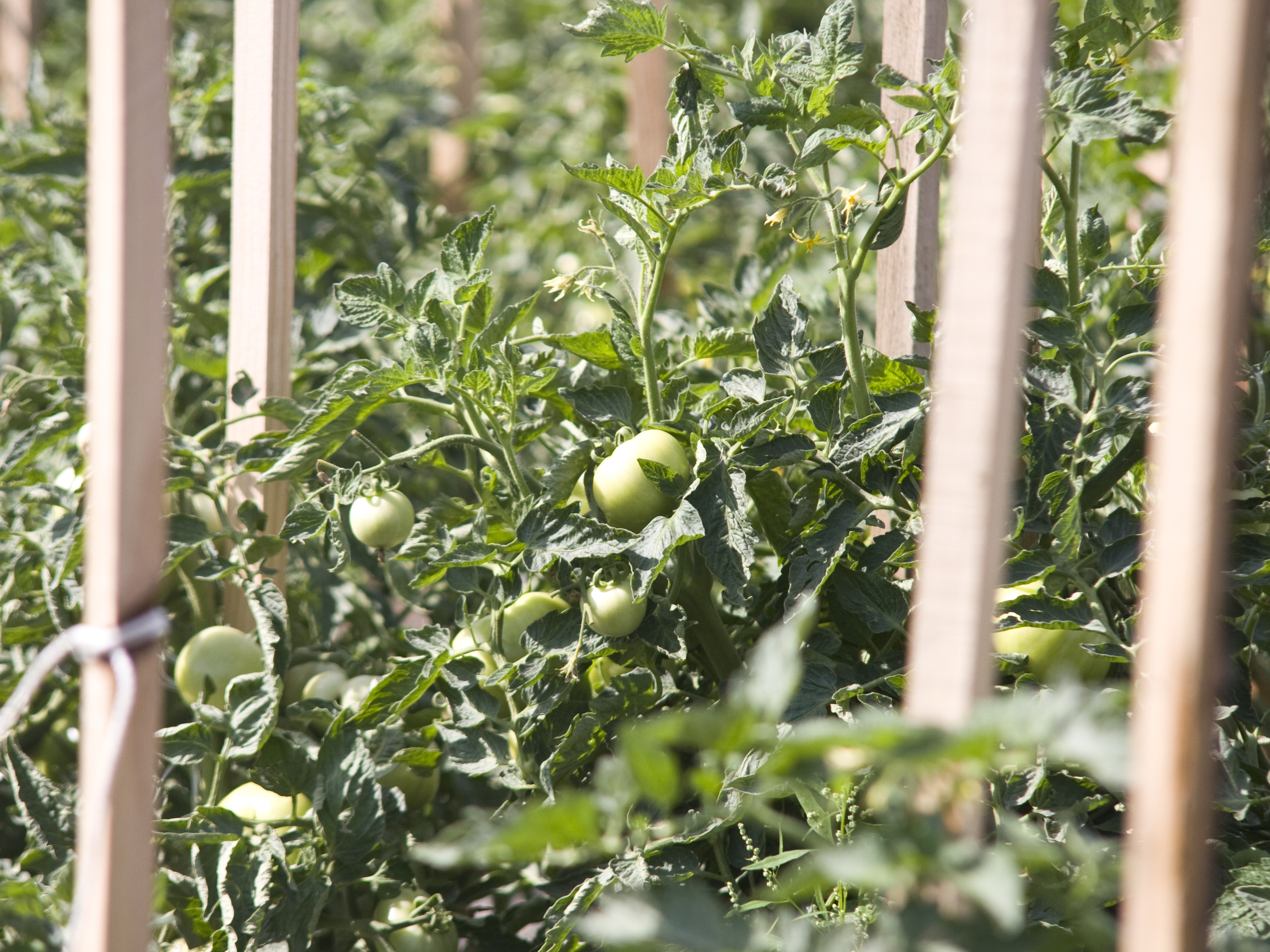 Урожай томатов открытого грунта в этом году может снизиться на 10-15%