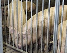 Россия может ввести ограничения в отношении ряда поставщиков свинины из Бразилии