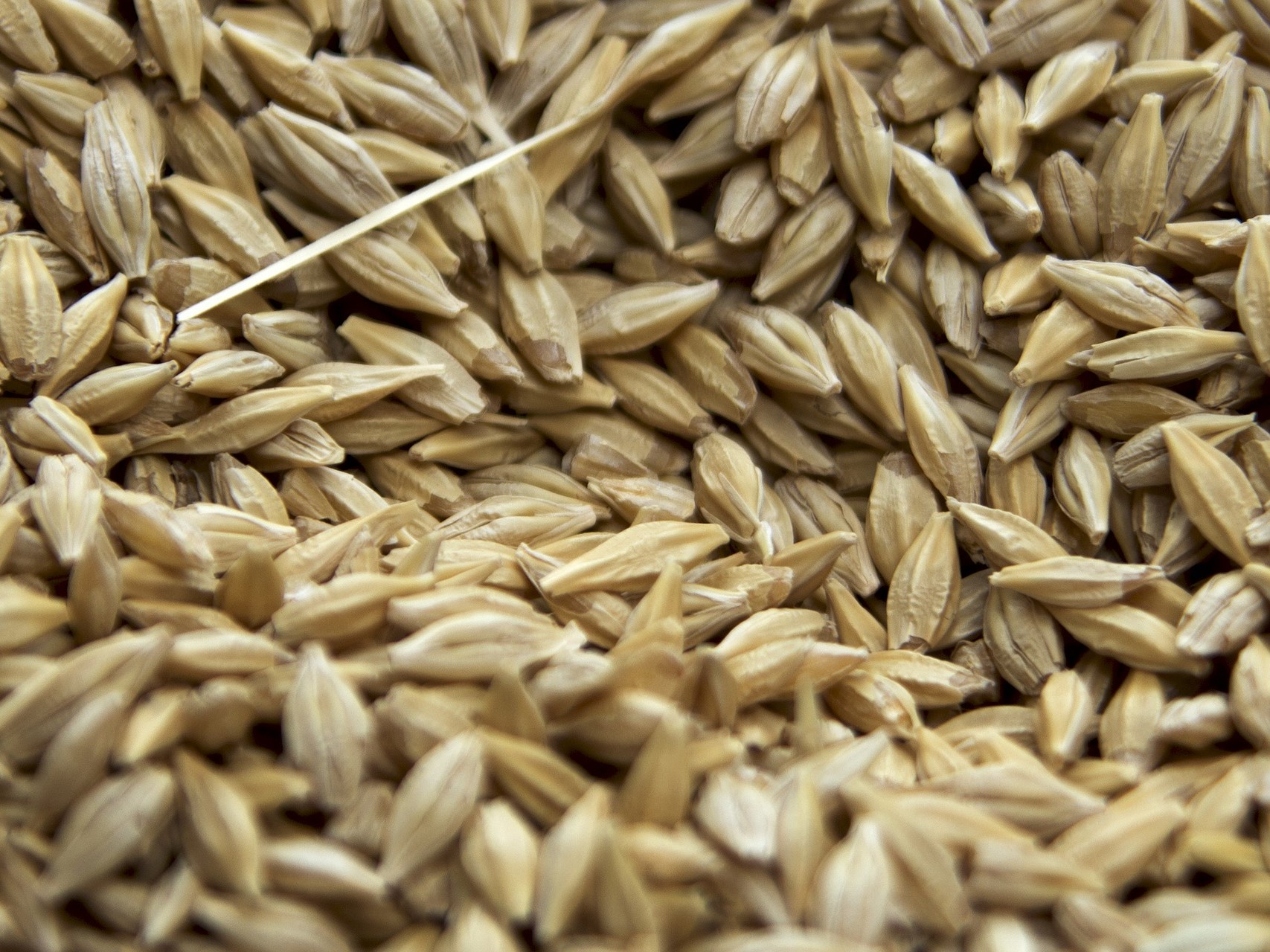 Большая часть собранной пшеницы в этом году относится к 4-му классу