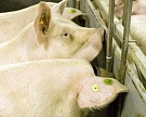 Россия из-за АЧС может ограничить ввоз мясной продукции из Польши и Литвы
