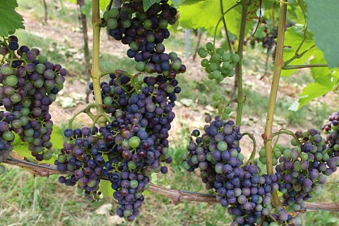 Из-за майских заморозков в Ростовской области пострадало 100 га виноградников