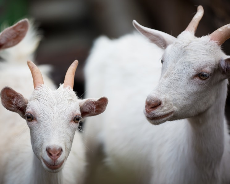 Мастит у козы: лечение, признаки и лекарства от мастита у козы