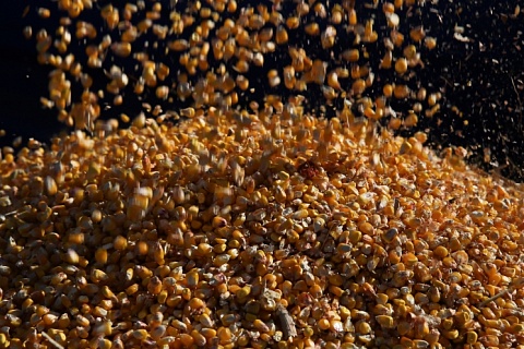 IGC: Мировое производство кукурузы и пшеницы обновит рекорд