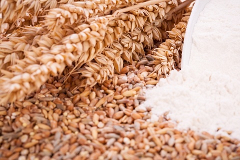 Будущее российского зерна. Отечественные производители увеличивают производство и экспорт продуктов глубокой переработки зерна