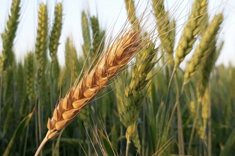 Экспортные цены на пшеницу с начала мая выросли на 12%