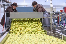 Промышленное производство яблок превзошло сбор в частном секторе