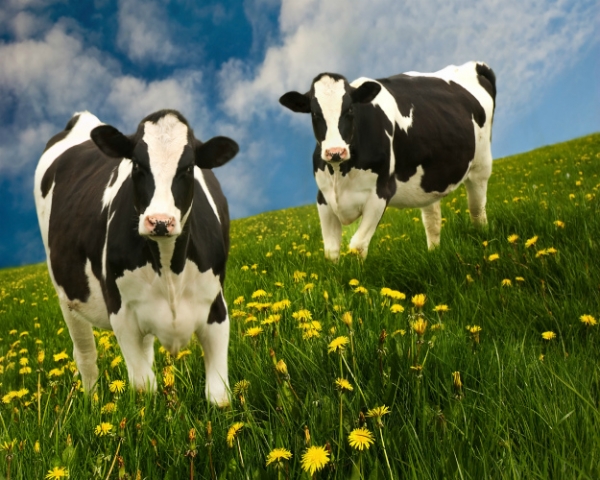 Молочные породы коров XXI века