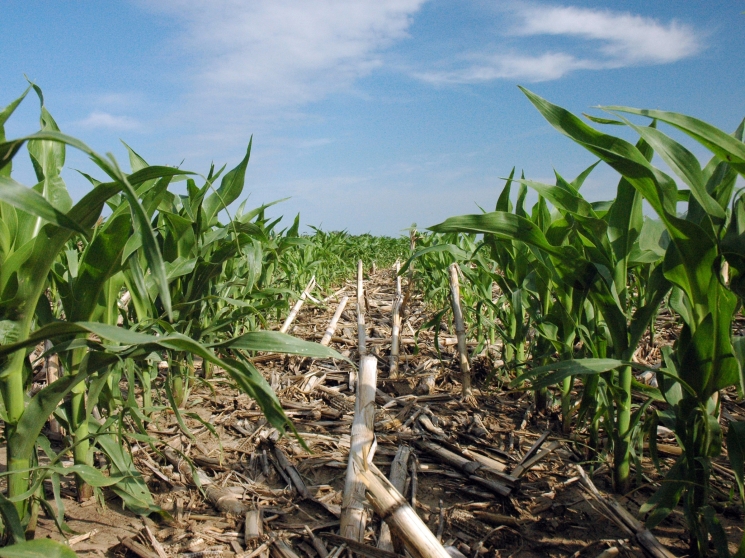 «Нулевой» подход. Как на технологии no-till сказался уход иностранных производителей техники