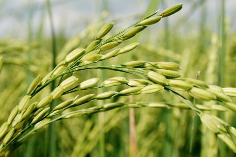 Россия может увеличить производство риса до 2 млн тонн