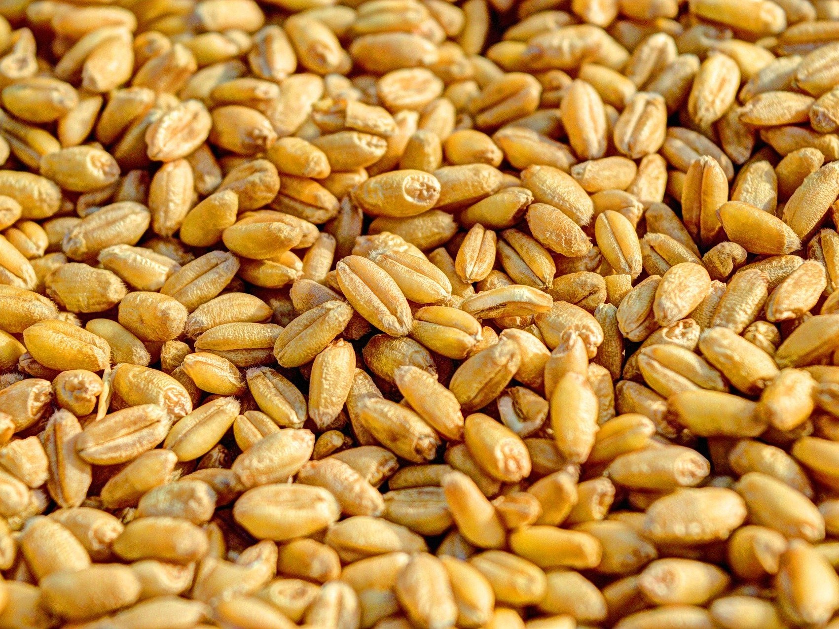 Критичных проблем с качеством зерна нет