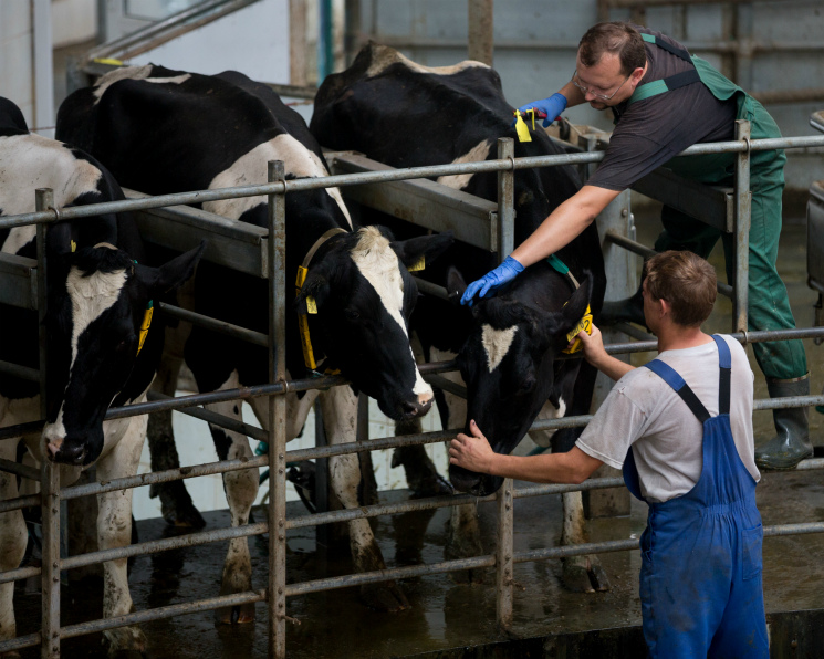 «Союзмолоко»: в России 15 компаний, производящих более 100 тысяч тонн молока