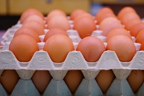 Новосибирская область может возобновить экспорт яиц