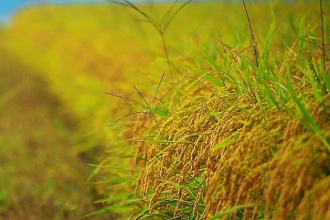 Производство риса на Кубани планируется увеличить до 1,3 млн тонн