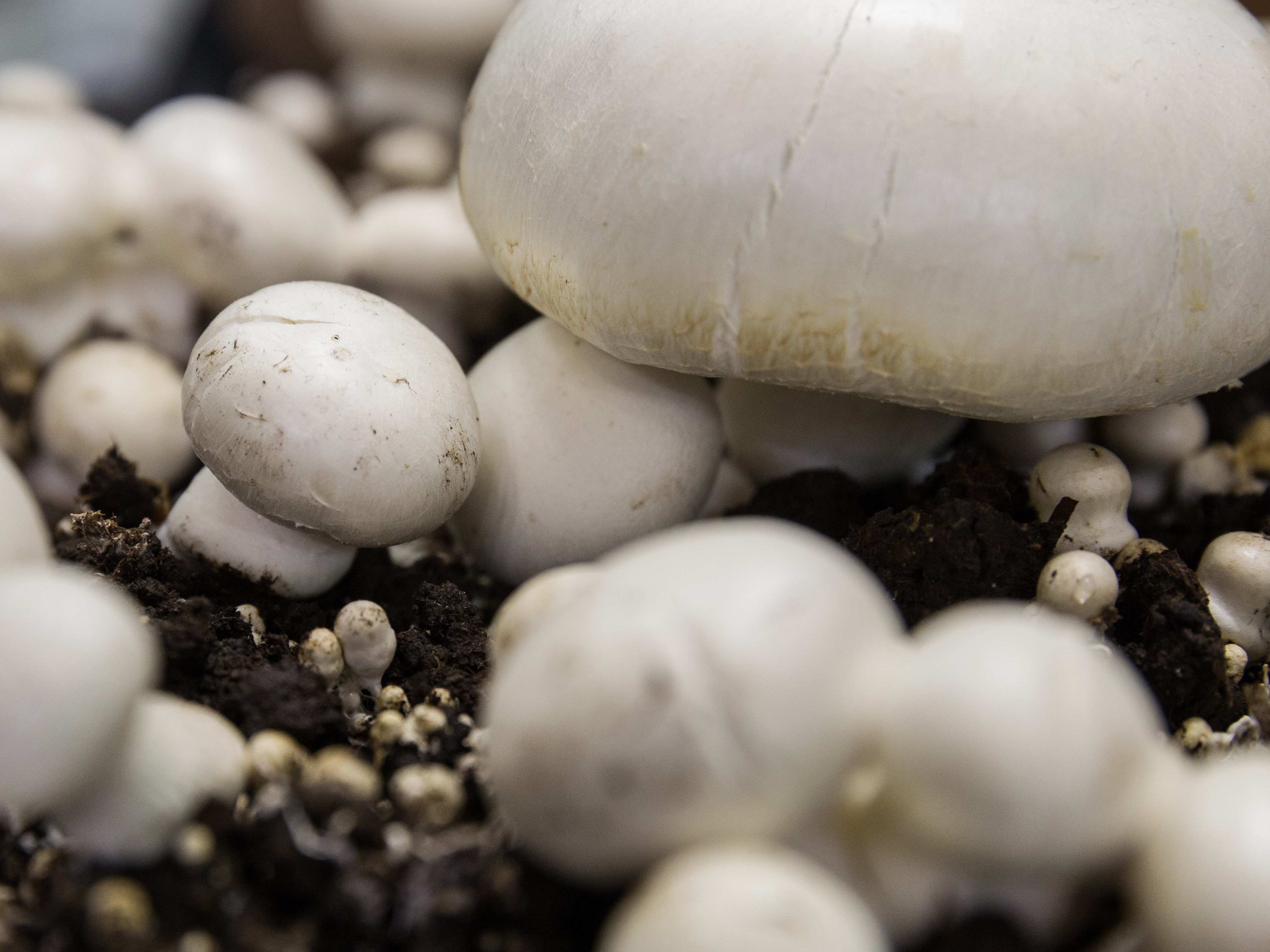 Райффайзенбанк может обанкротить крупного производителя грибов