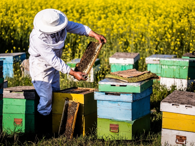 Пчеловодство — увлечение Валентины Петровны и Евдокии Павловны