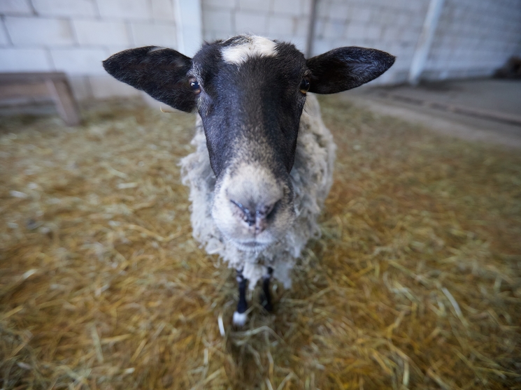 В Овюрском районе Тувы фермер экспериментирует со скрещиванием бурятской и тувинской породы овец