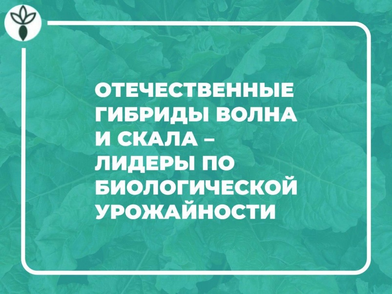 Отечественные гибриды Волна и Скала — лидеры по биологической урожайности