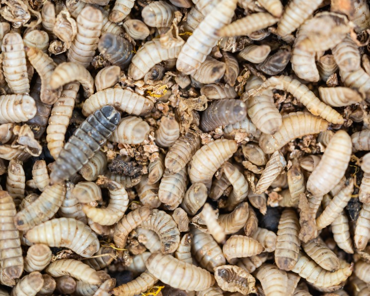 Как выглядят личинки тараканов и чем они опасны
