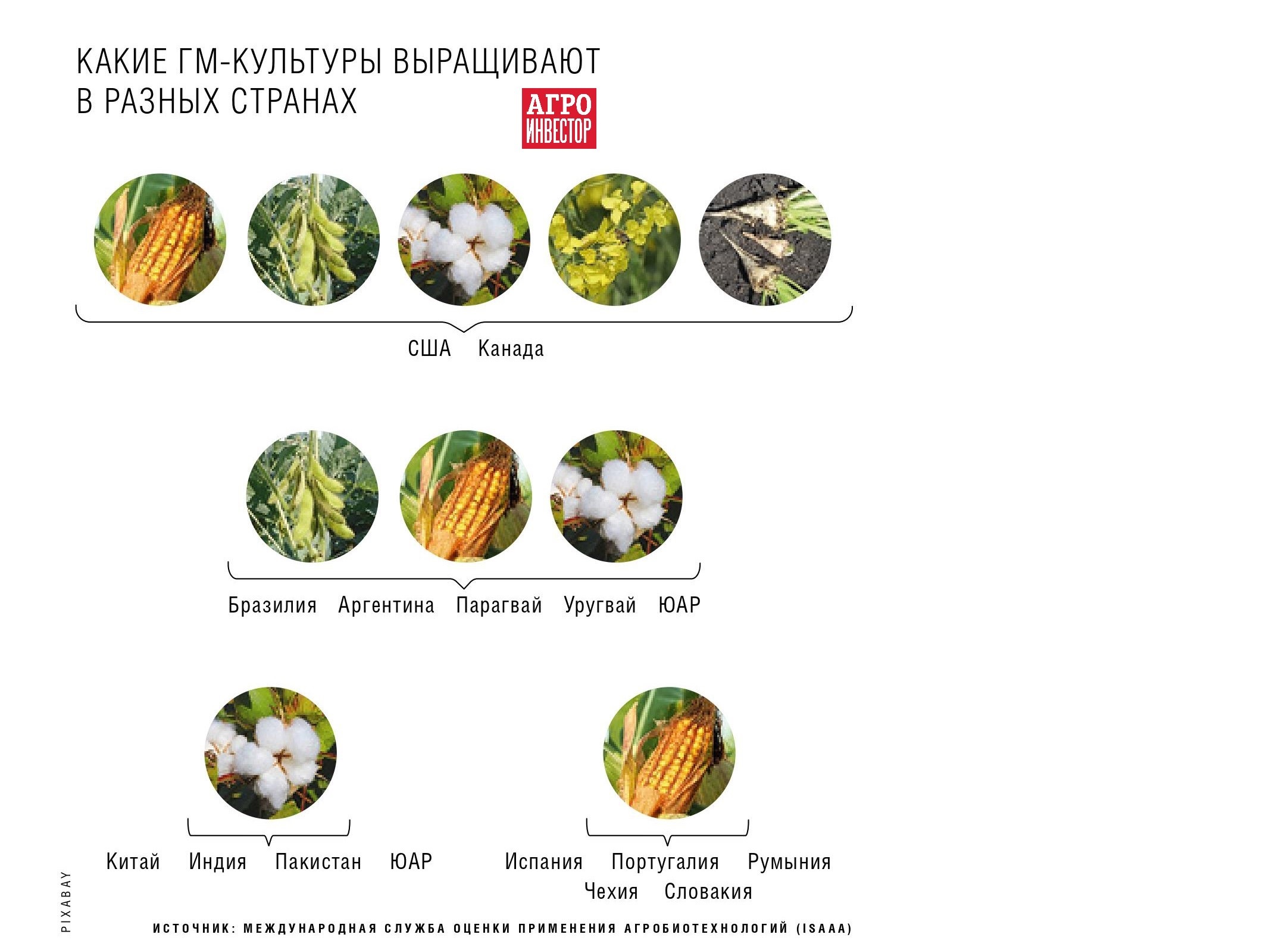 На пути к прогрессу. Стоит ли отменять в России запрет на выращивание  ГМ-культур — Журнал «Агроинвестор» – Агроинвестор