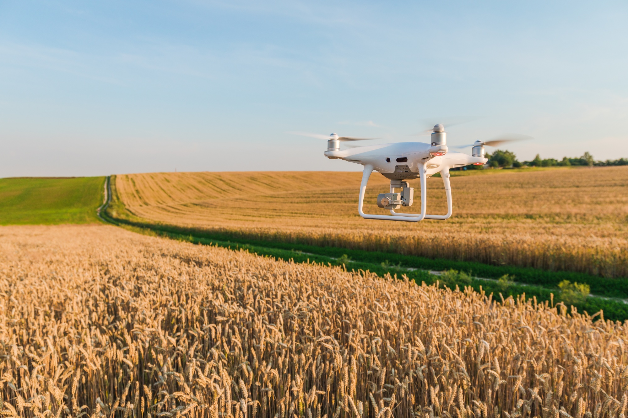 Video field. Самолёт на кукурузном поле. Agricultural aircraft. Drone view Corn field.